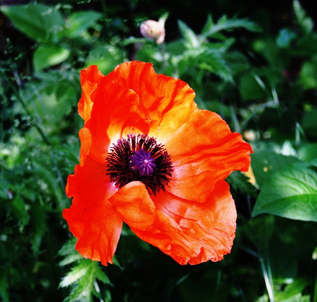 Mak východný (Papaver orientale) - (3)