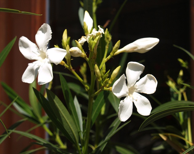 OLEANDER