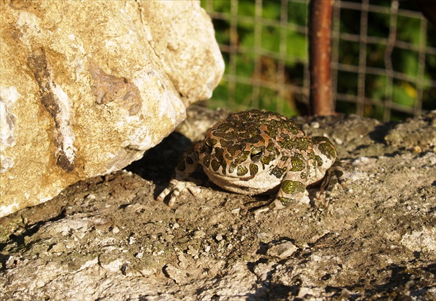 Žabka - maskáčka