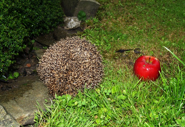 Dve guľky.