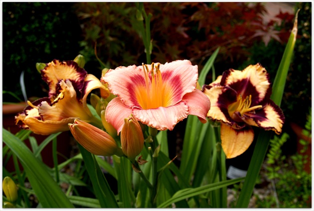 Hemerocallis