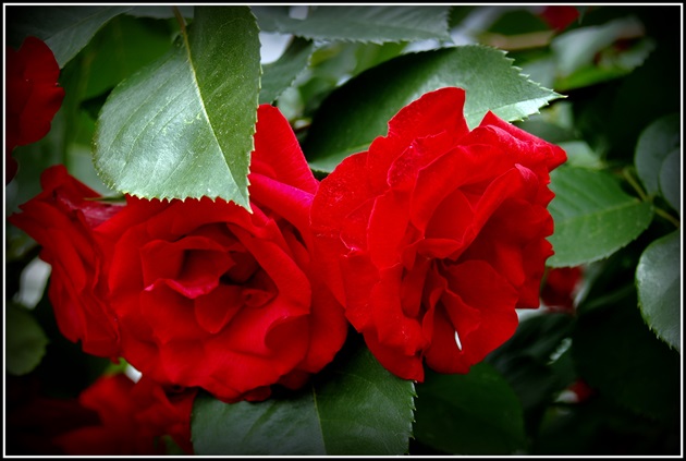 ROSA CANINA