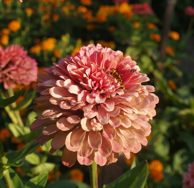 ZINIA ELEGANTS