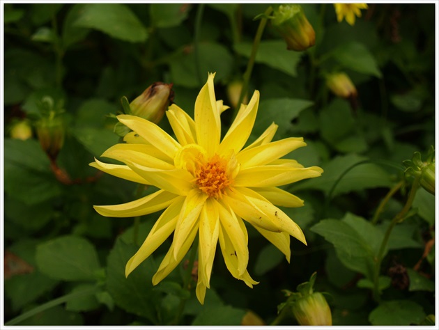 YELLOW DAHLIA