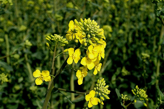 PÚČIKOVÁ /Brassica napus/