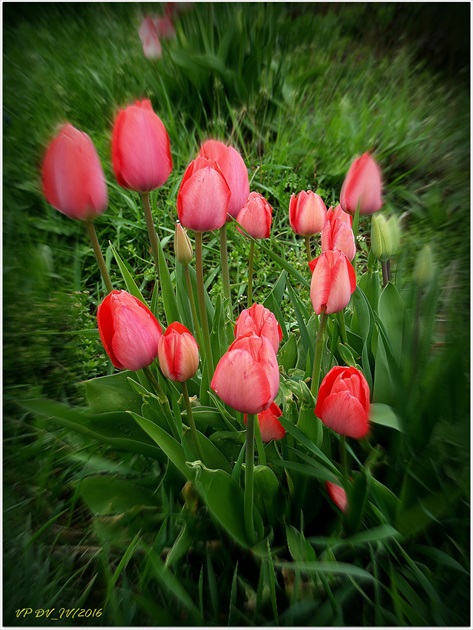 RUBEUM TULIPS