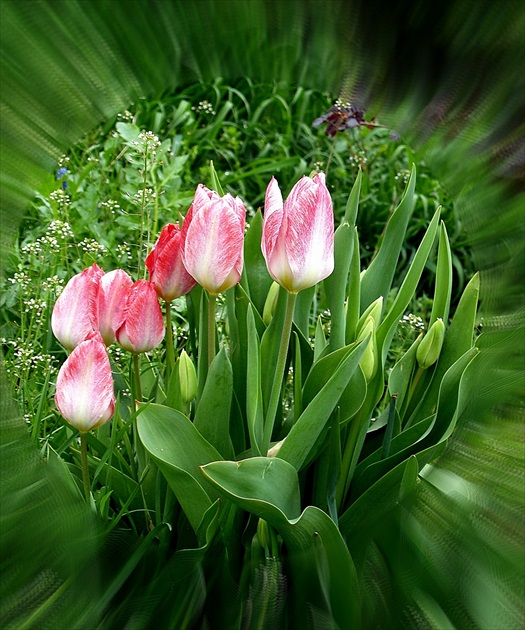 PINK WHITE TULIPS