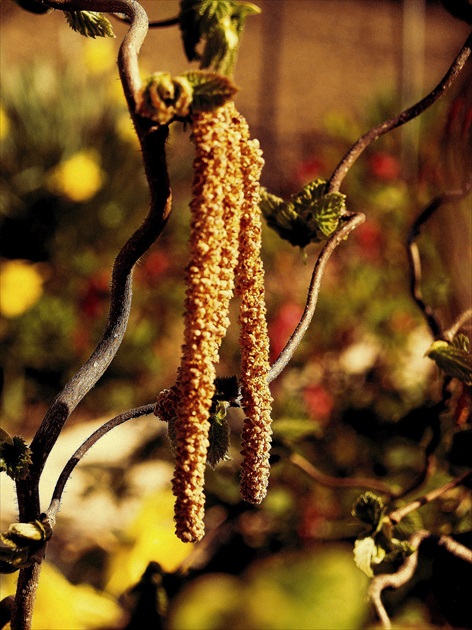 LIESKA OBYČAJNÁ  /CORYLUS AVELLANA/