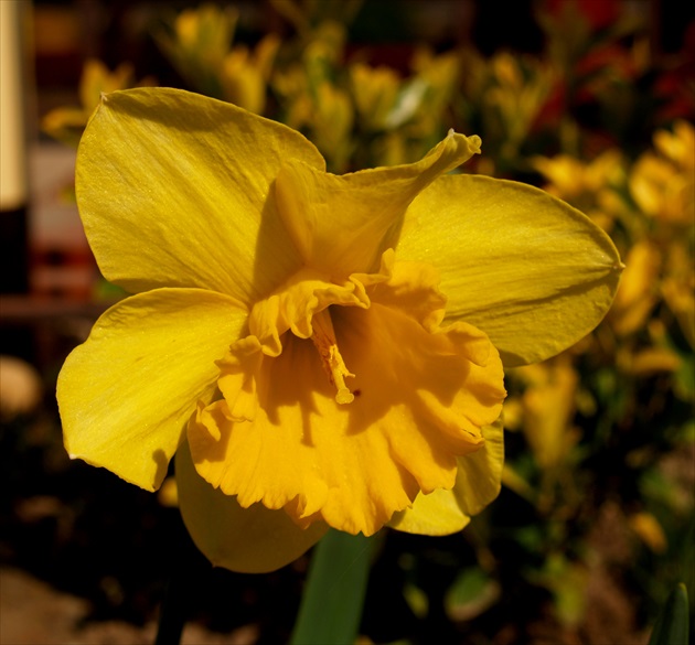 NARCISSUS LUTEUS