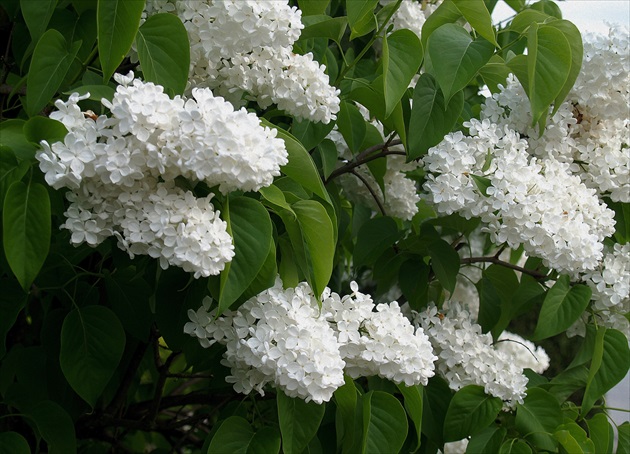 ORGOVÁN OBYČAJNÝ / Syringa vulgaris 'Mme Lemoine'/