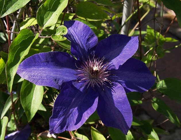 CLEMATIS FIALOVÝ