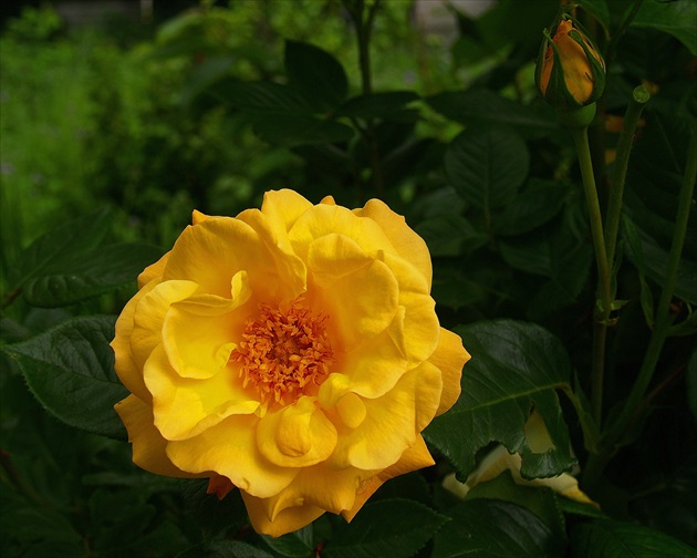 ROSA LUTEA