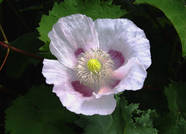 MAK SIATY (Papaver somniferum).