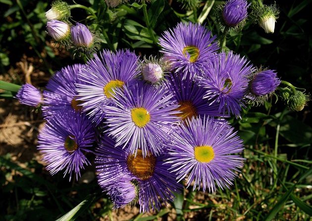 ASTRA ALPÍNSKA /Aster alpinus/