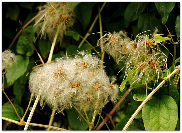 PLAMIENOK PLOTNÝ /Clematis vitalba/