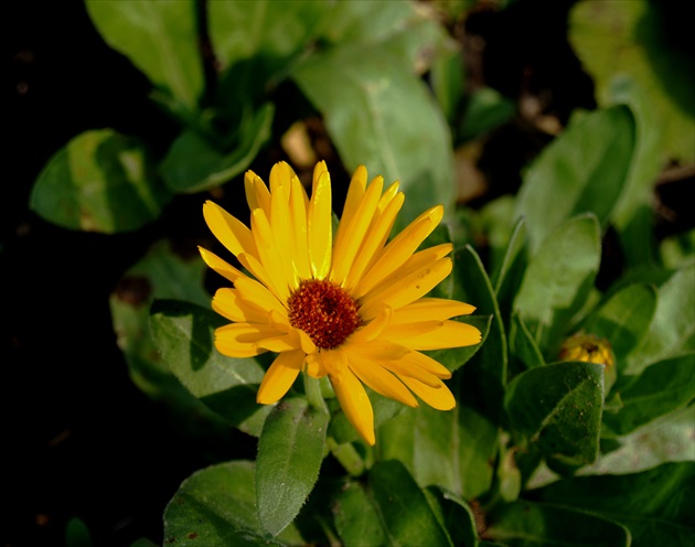 NECHTÍK LEKÁRSKY /Calendula officinalis/