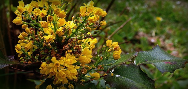 MAHÓNIA CEZMÍNOLISTÁ /Mahonia aquifolium/