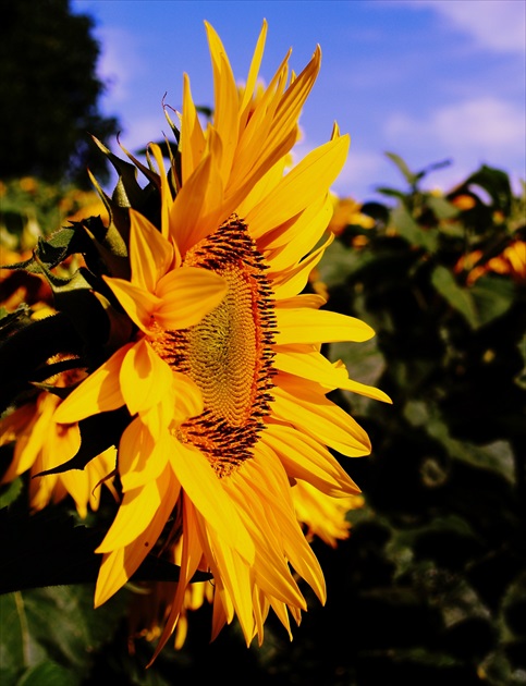 Sunflower in the profile