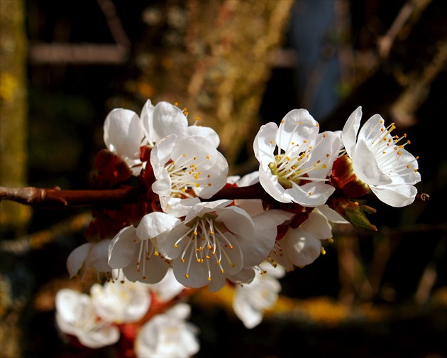 FLORES PERSICUM