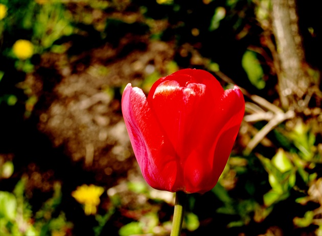 Tulip