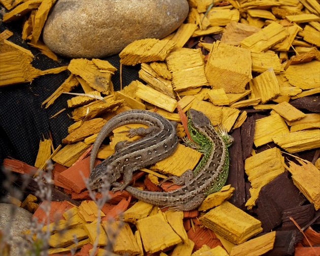 JAŠTERICA KRÁTKOHLAVÁ /Lacerta agilis/