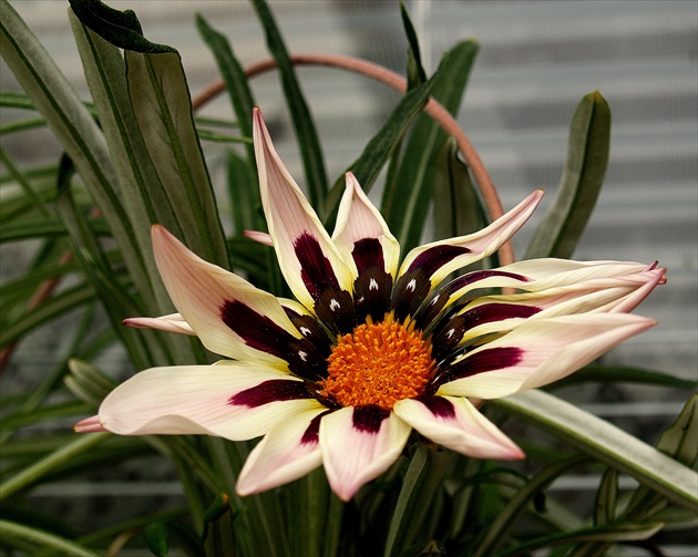 GAZÁNIA /Gazania splendens/ II.