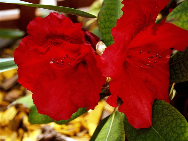 RODODENDRÓN