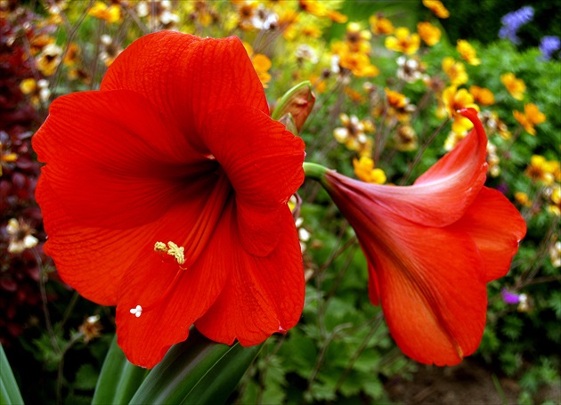 ĽALIOVKA / Hemerocallis/