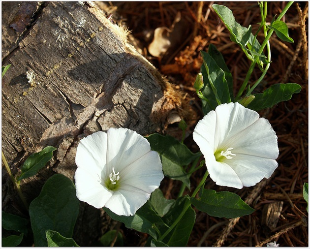 Povoja plotná /Convolvulus sepium/