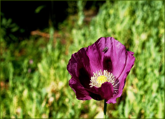 MAK SIATY II. /Papaver somniferum/