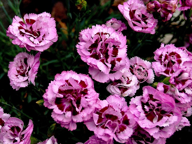 KLINČEKY (Dianthus)