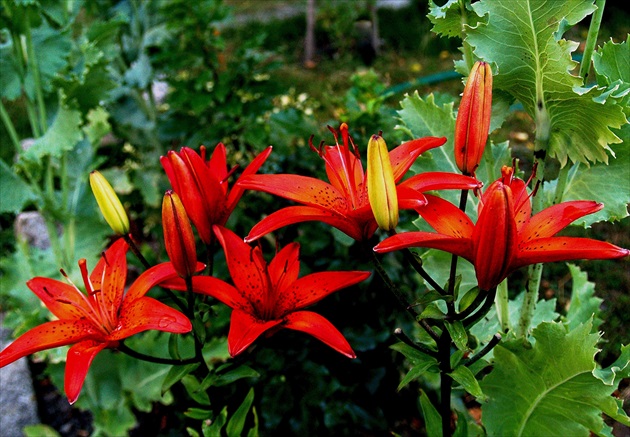 ĽALIA KRÁĽOVSKÁ / Lilium/