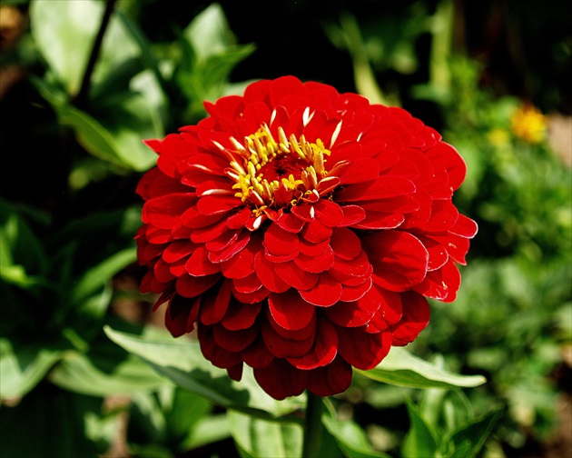 CÍNIA /Zinnia/