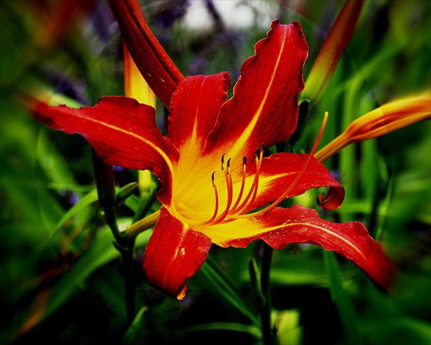 ĽALIA /lilium et rubrum flavo/