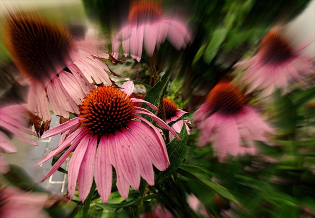 ECHINACEA ANGUSTIFOLIA