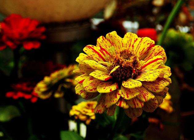 CÍNIA /Zinnia/  VII.