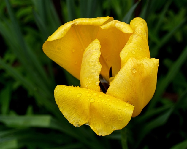 YELLOW TULIP