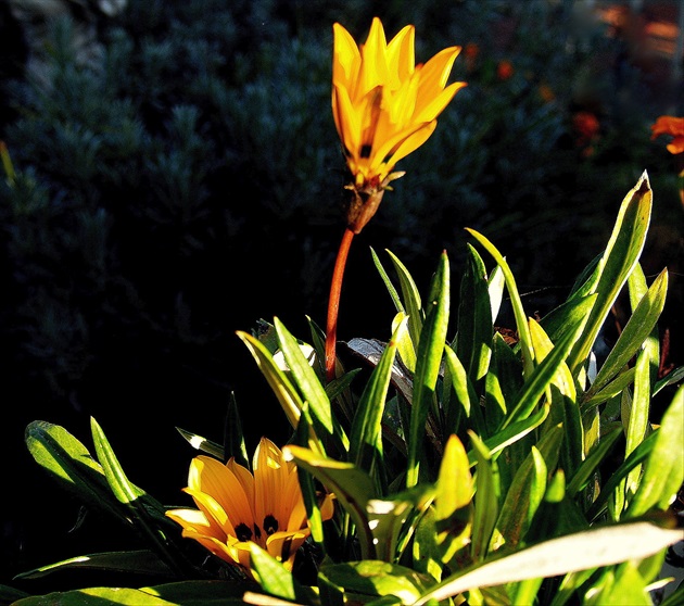 GAZÁNIA /Gazania splendens/