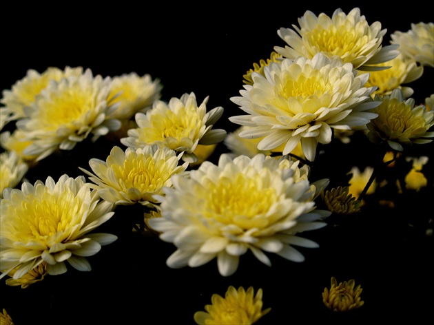 White-yellow chrysanthemums