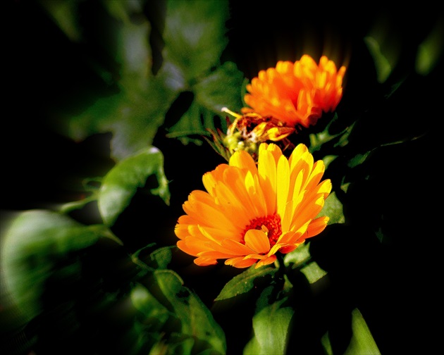 NECHTÍK LEKÁRSKY II. /Calendula officinalis/