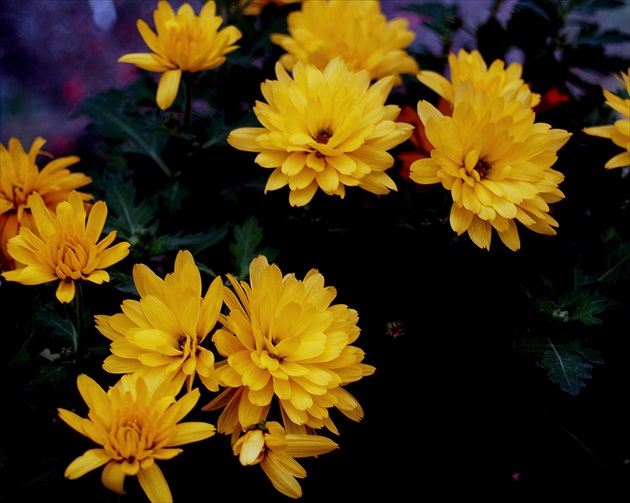 Chrysanthemums