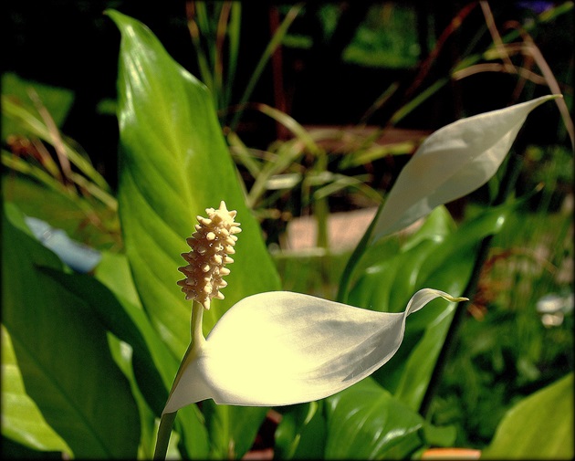 Lopatkovec ( spathiphyllum)