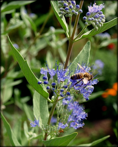 Bradavec klandonský (Caryopteris clandonensis) 