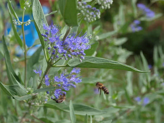 Bradavec klandonský (Caryopteris clandonensis) II.