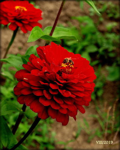 CÍNIA /Zinnia/ I.