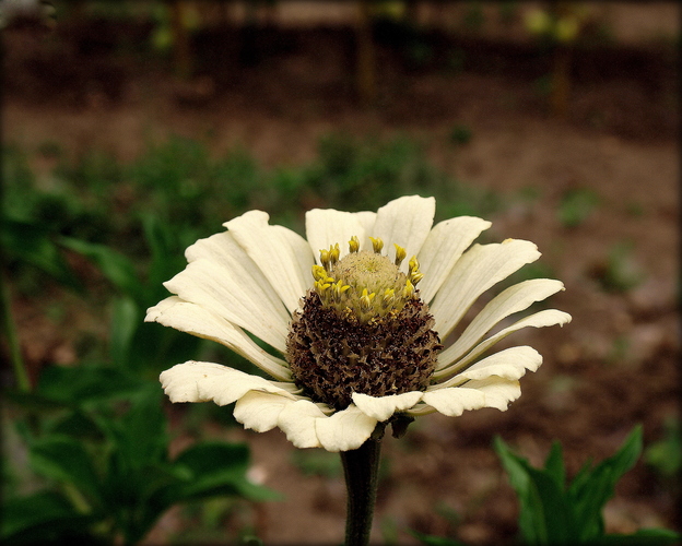 CÍNIA /Zinnia/II.