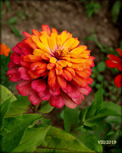 CÍNIA /Zinnia/ III.