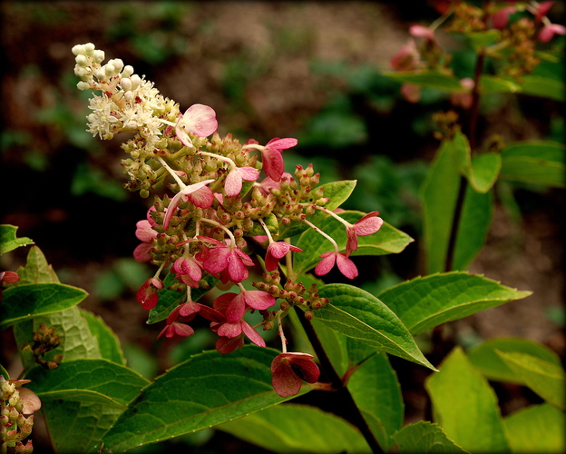 Hortenzia metlinatá (Hydrangea paniculata)