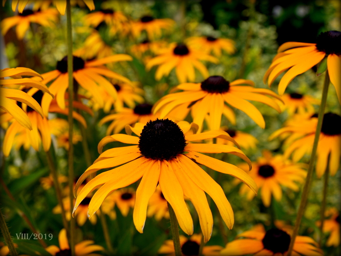 Rudbekia Hirta 