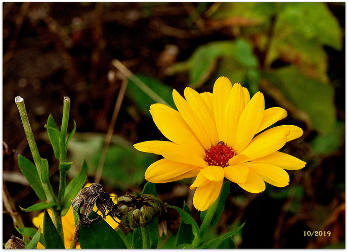 N e ch t í k   lekársky /Calendula officinalis/ 